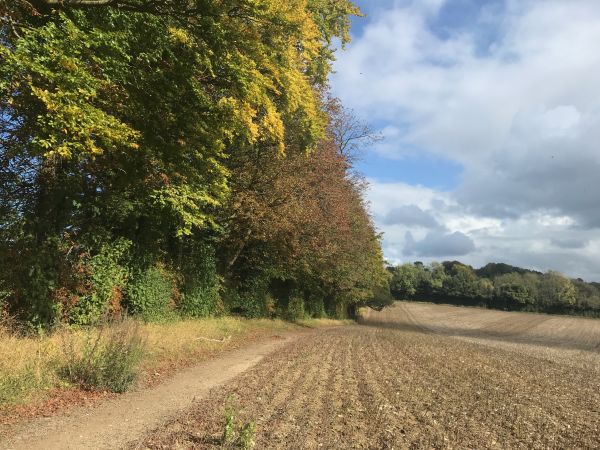 Park Downs, Chipstead