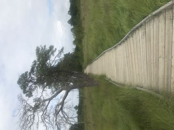 Thursley Boadwalk