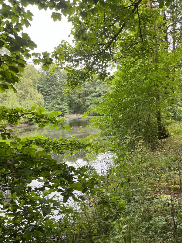 Fishpond Wood