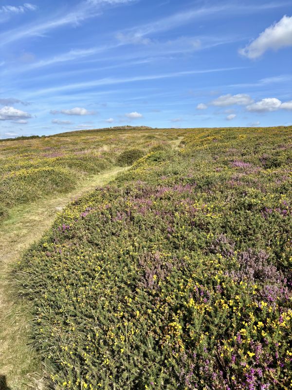 Purple heather and yellow gorse alongside path up Yar Tor