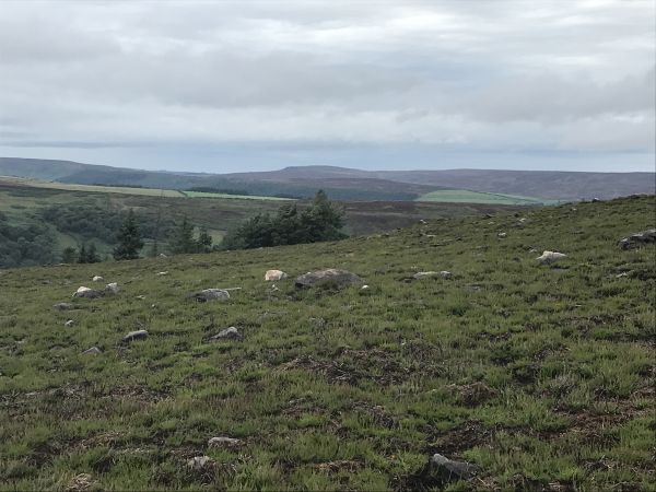 Kildale Moor