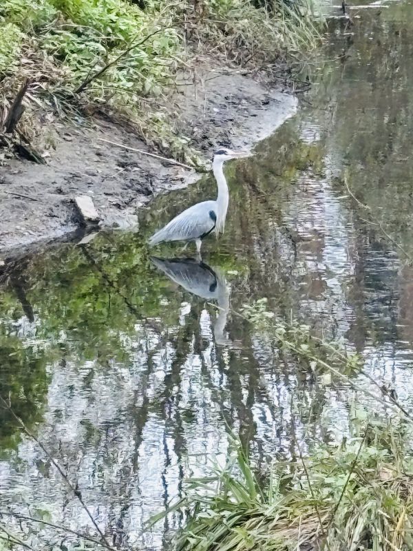 Heron, Brookmill park