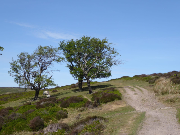 Long Mynd