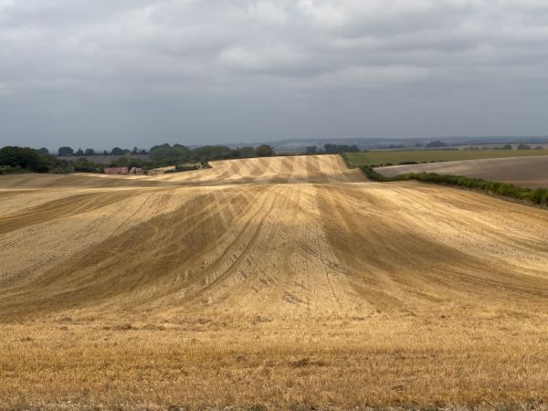 Golden fields