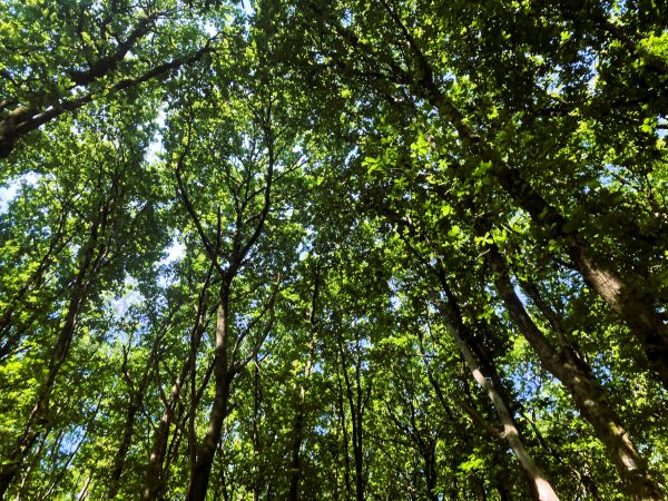 trees