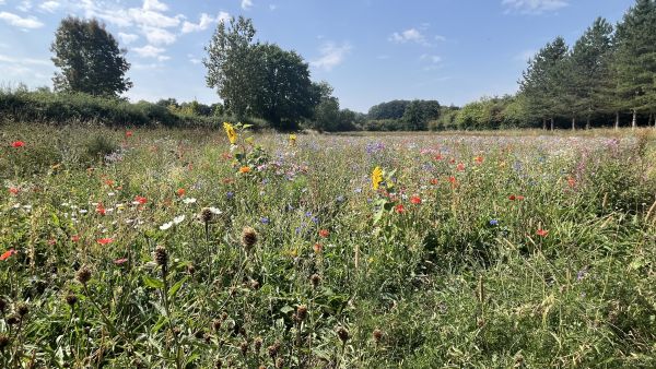 Wildflower meadow