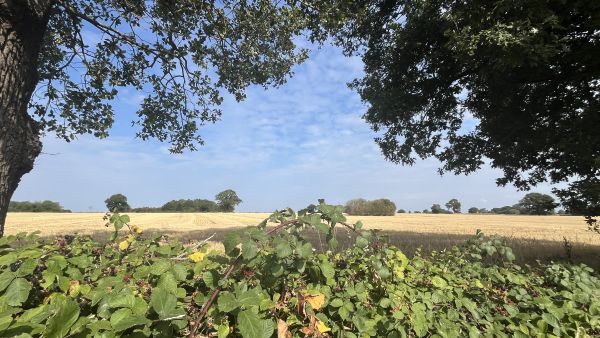 Across the fields behind the blackberries