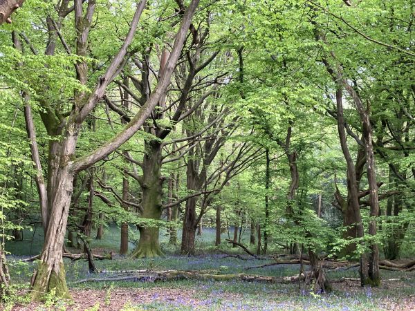 Woods 