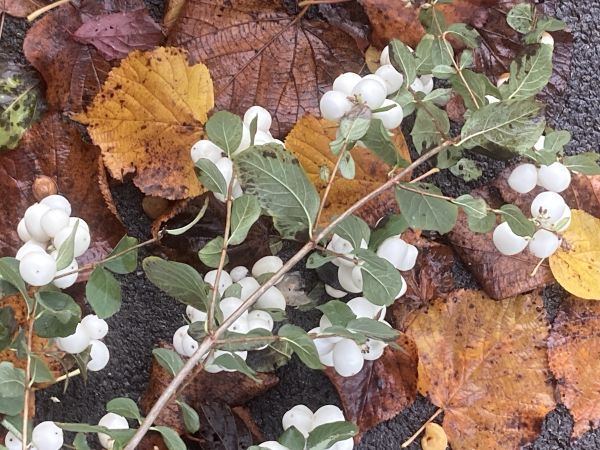 berries