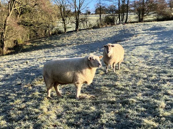 sheep
