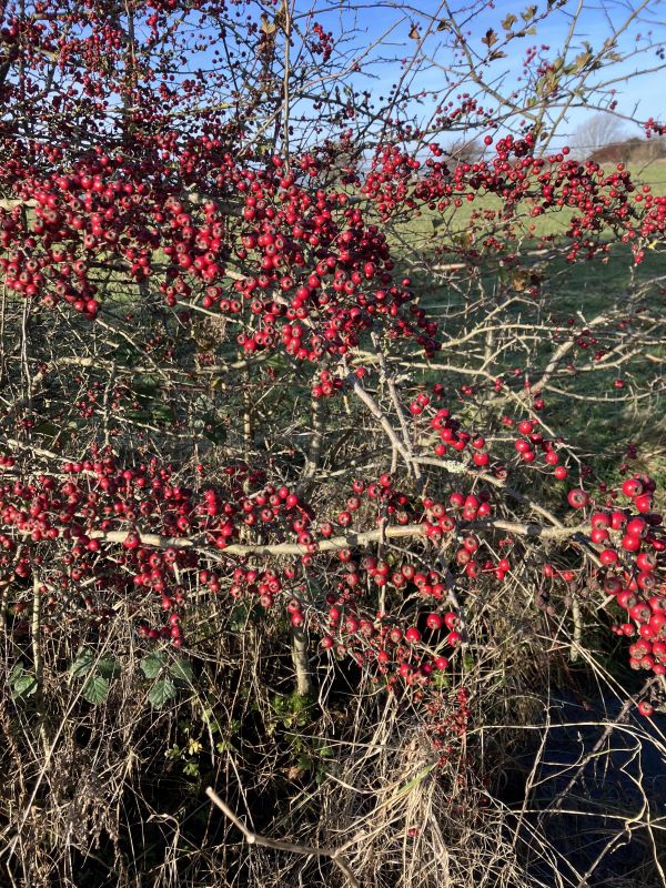 berries