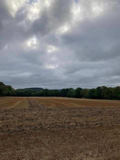 Field