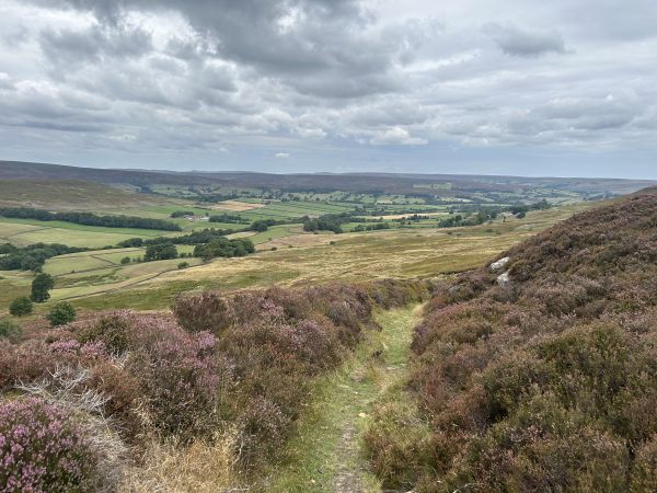 Towards Rosedale
