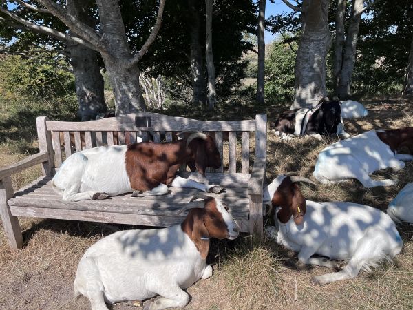 goats