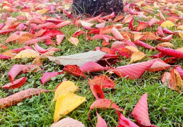 leaves