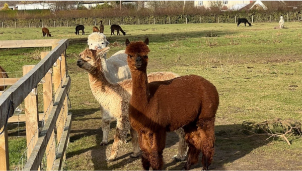 Photo of a llama