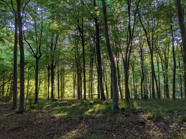 Woodland