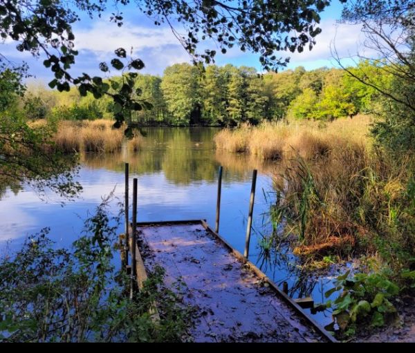 Himley Park 