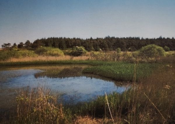 pond