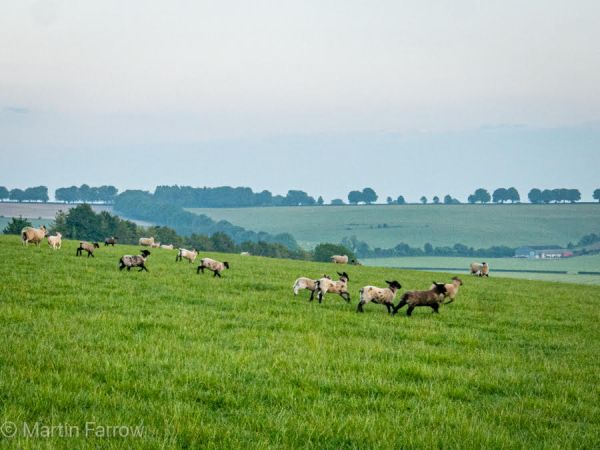 sheep in field on side of hill