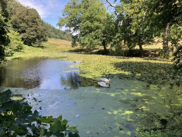 lake and trees at Stourhead