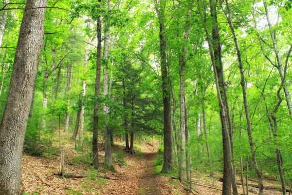 Woodland trees