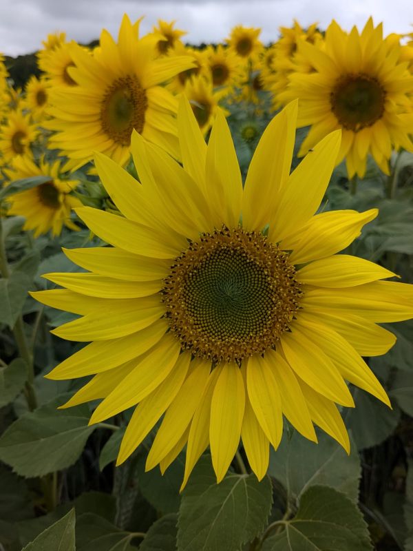 sunflowers