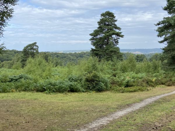 Coldharbour Common
