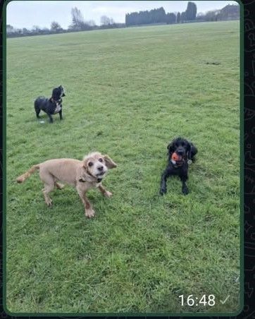 Walk leader's dogs