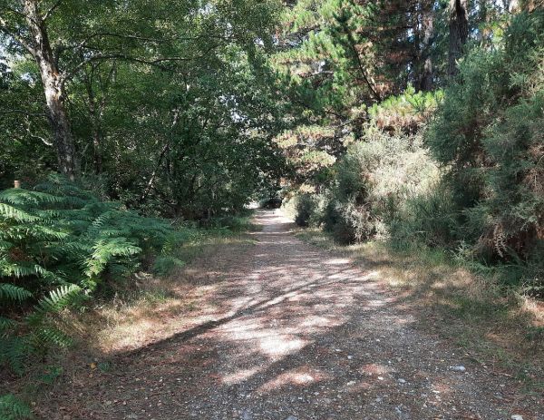 Around Verwood