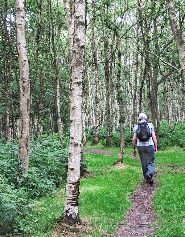 A walker in Backmuir Woods