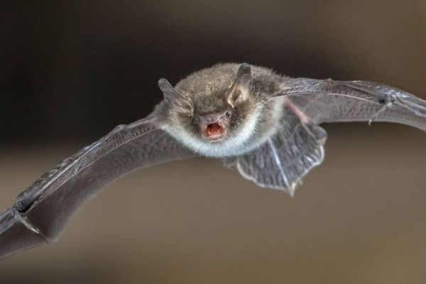 bat