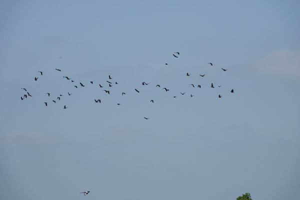 Birds