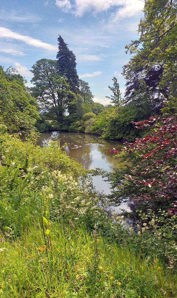 The duckpond 
