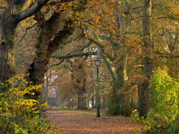 Marlow Common 