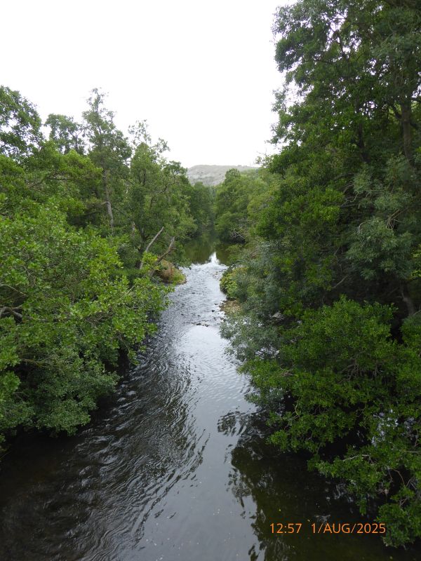 River Dove