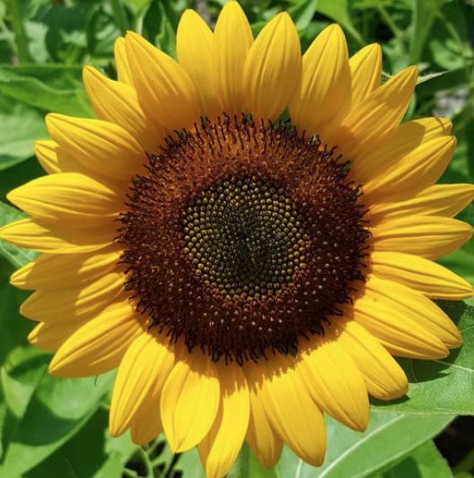 sunflower