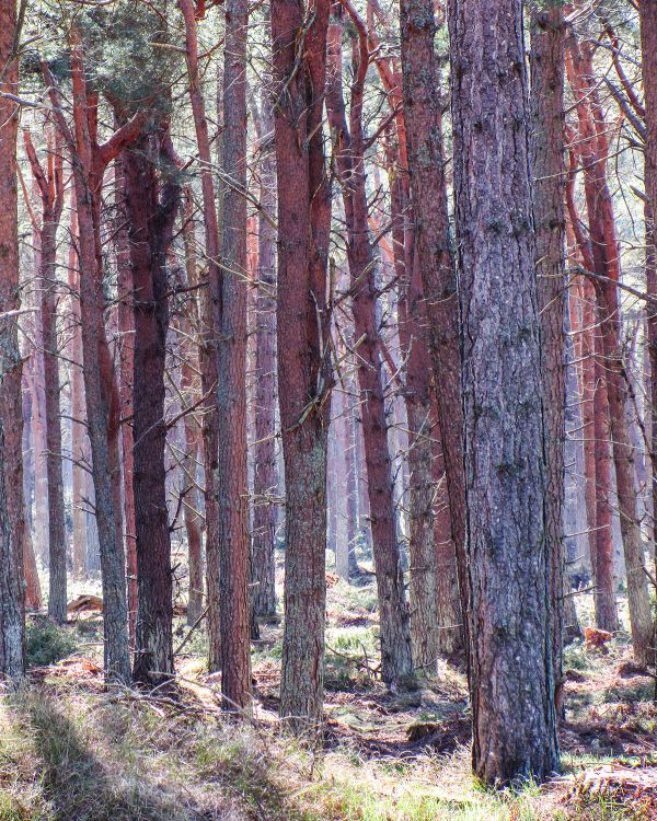 Sunlight filtering through the trunks of pine trees in Tentsmuir Forest