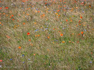 wildflowers and grass