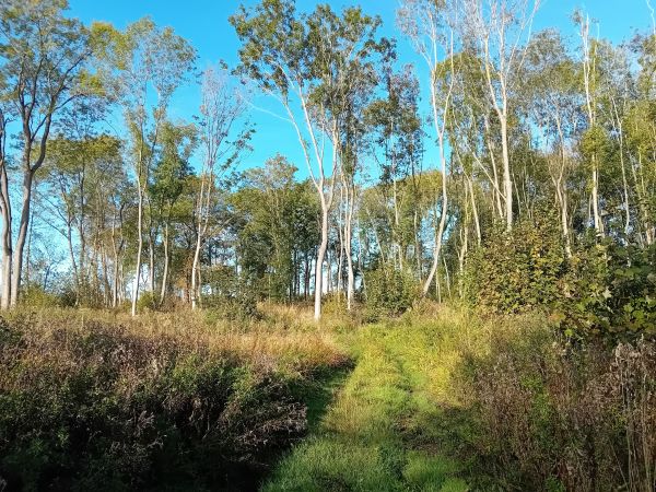 Trees