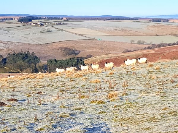 sheep