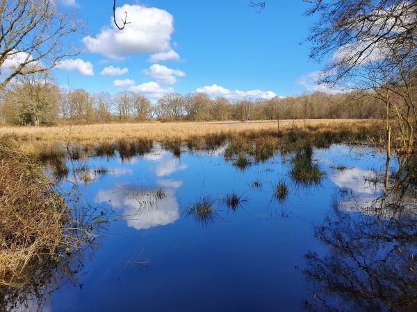 Fen lagoon