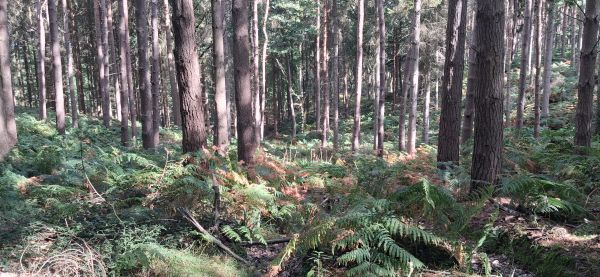Pines /Ferns