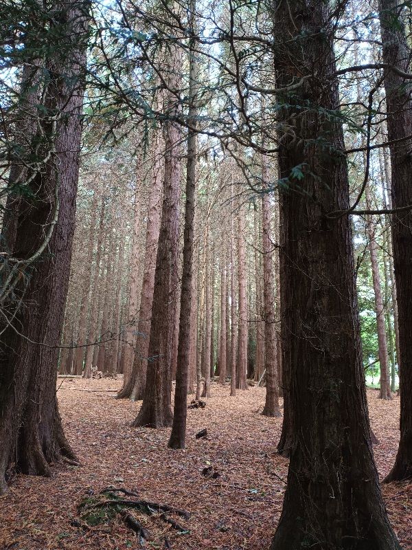 Guiting woods