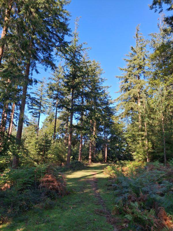 The route through North Bentley Inclosure.