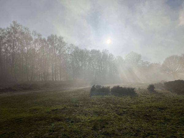 A misty meadow by a woodland