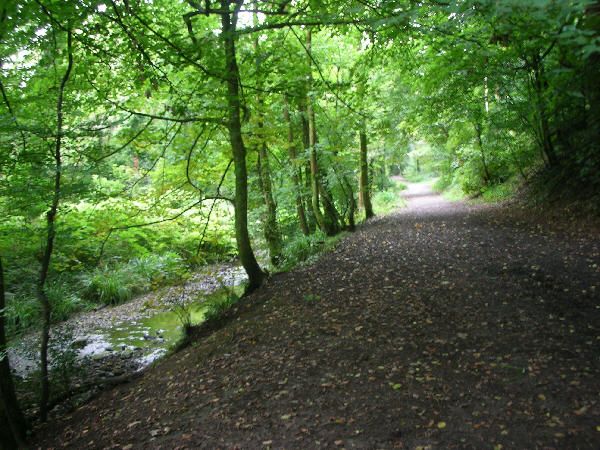 Woodland path