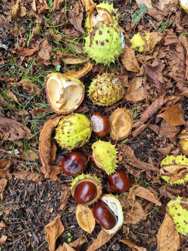 Conkers