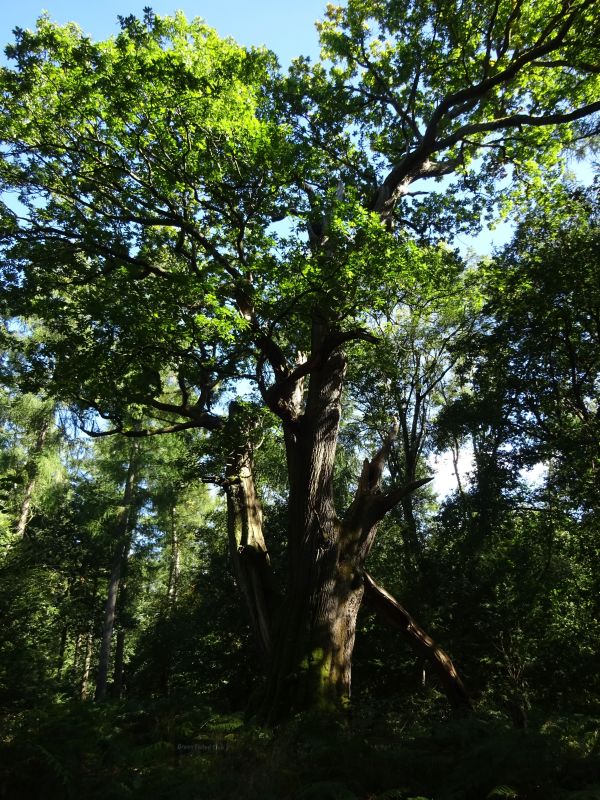 Green Fluted Oak