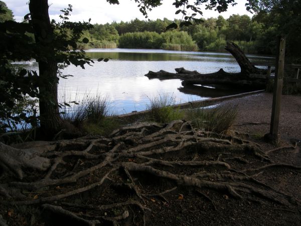 Tree roots with lake in background